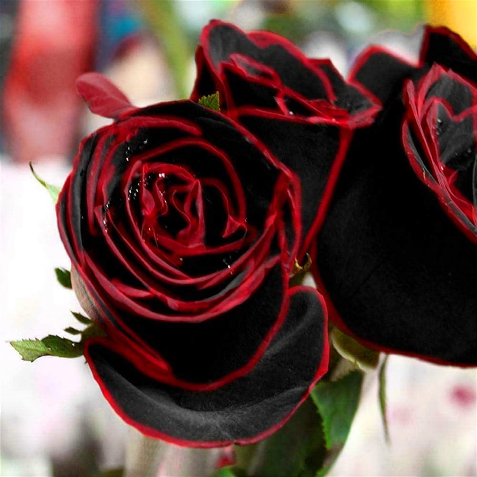 Rose Bulbs, Strong Plant, Easy Plant, Plant Bulbs,Hardy Perennial, Excellent Display, Rare Plants, Mix Greening Flower, Now UK-3bulbs-g