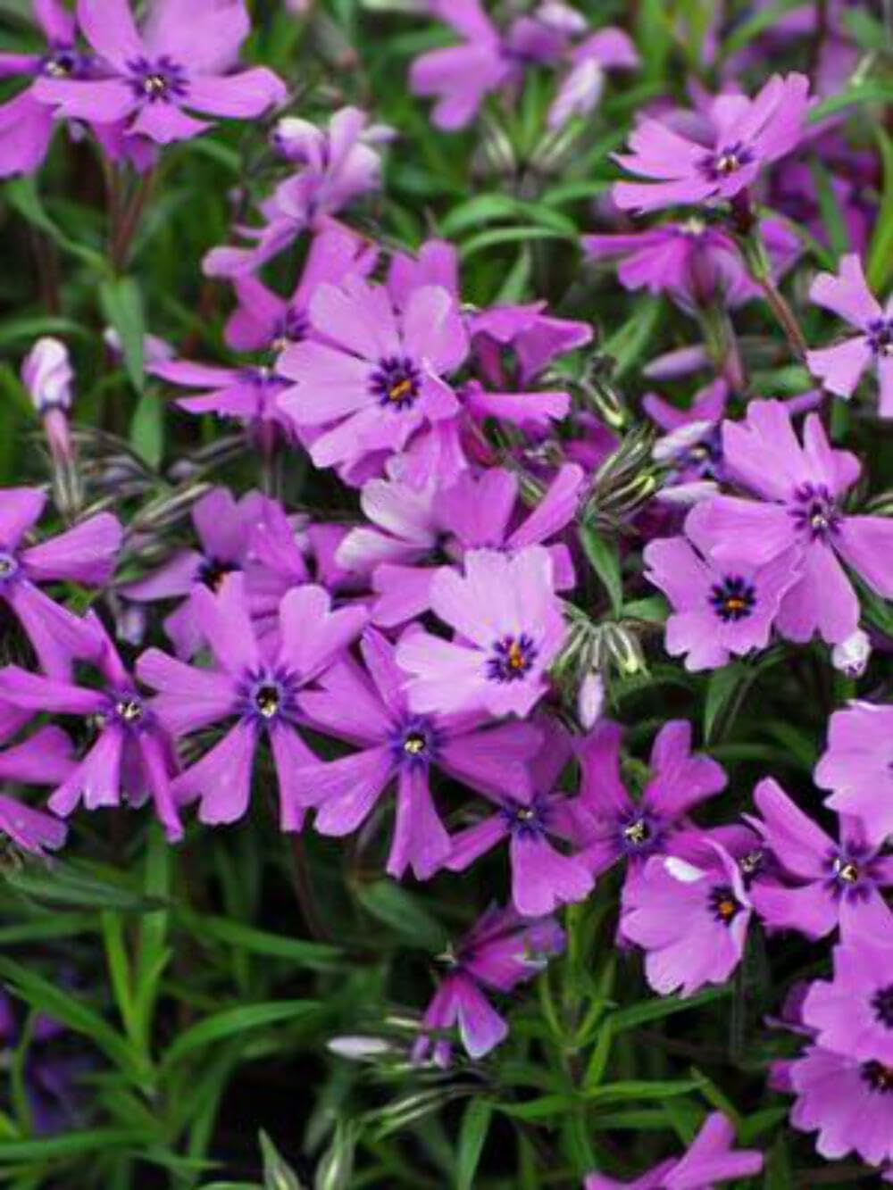 Perennial Farm Marketplace Phlox subulata 'Purple Beauty' (Moss Pinks) Perennial, Size-#1 Container, Bright Purplish Flowers