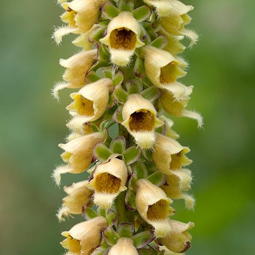 Miniatura 4 de YEGAOL Garden - Semillas oxidadas Digitalis Ferruginea perenne, resistentes a los ciervos, fáciles de cultivar, flores cortadas, atraen mariposas,