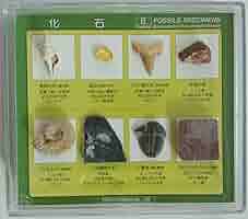 化石の標本箱 29点　貝や植物など 植物化石標本 PF-10R