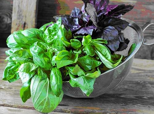 Mezcla de semillas de albahaca interior - Hierbas tradicionales - Sin OMG disponible en Yaxa Guatemala