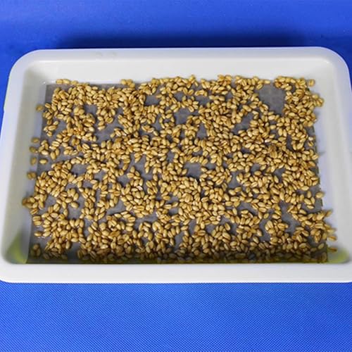 Miniatura 2 de 100 piezas de papel germinador de germinación de semillas para bandeja de germinación de plantas (sin bandeja)