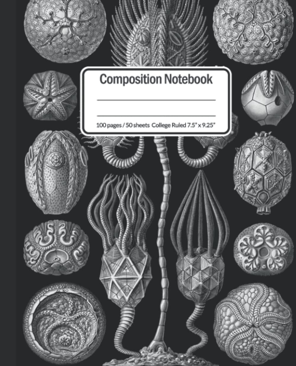 Composition Notebook: Vintage Illustration, fossil Cystoids (Cystoidea) by Ernst Haeckel, Kunstformen der Natur, 1904 | College Ruled | 100 Pages | 7.5" x 9.25"