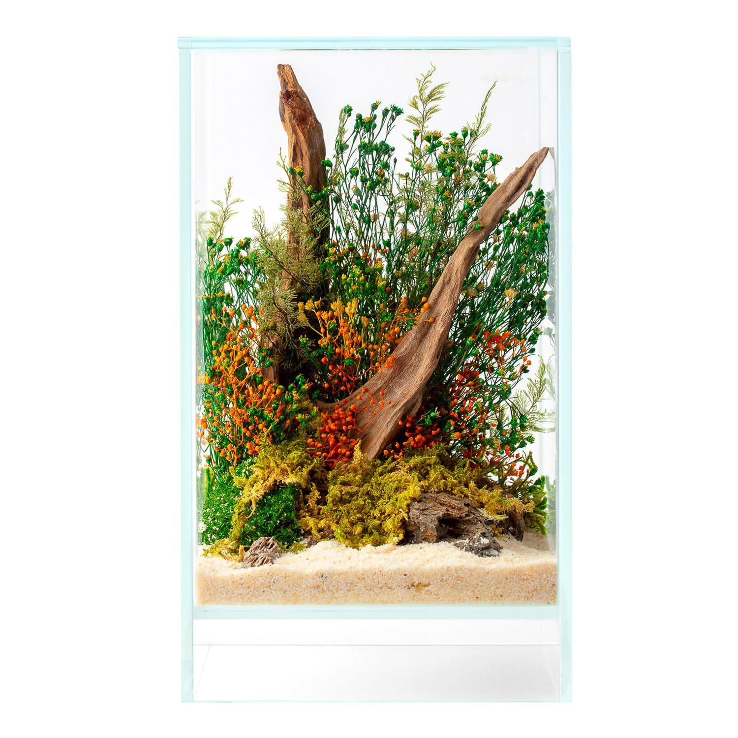 Terrario Stabilizzato Sparoza in Vetro Extrachiaro, Completo di luce e supporto, Fiori Stabilizzati Arredo Naturale Elegante Senza Manutenzione per Casa, Ufficio e Idee Regalo Green