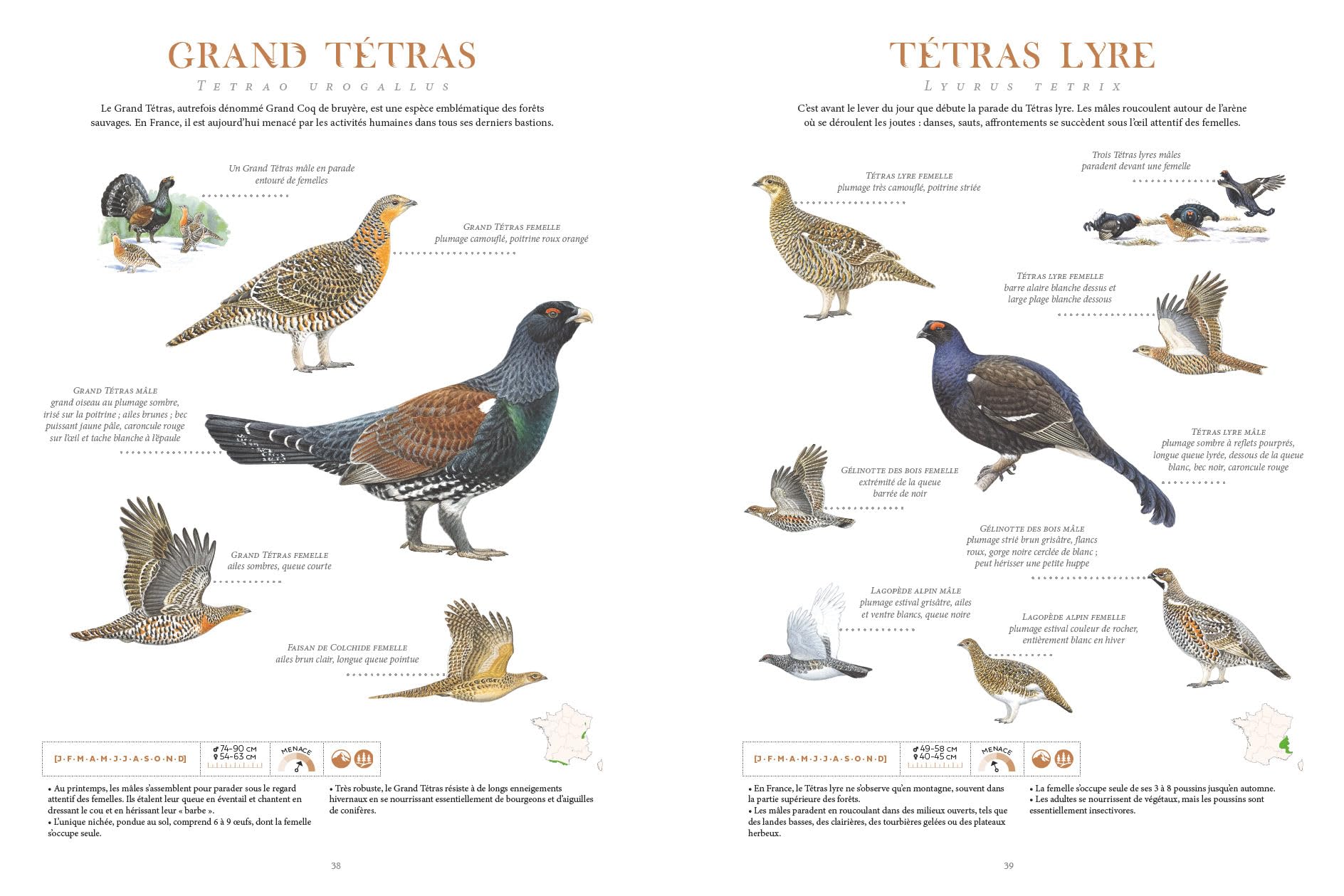 Le grand album des Oiseaux de France