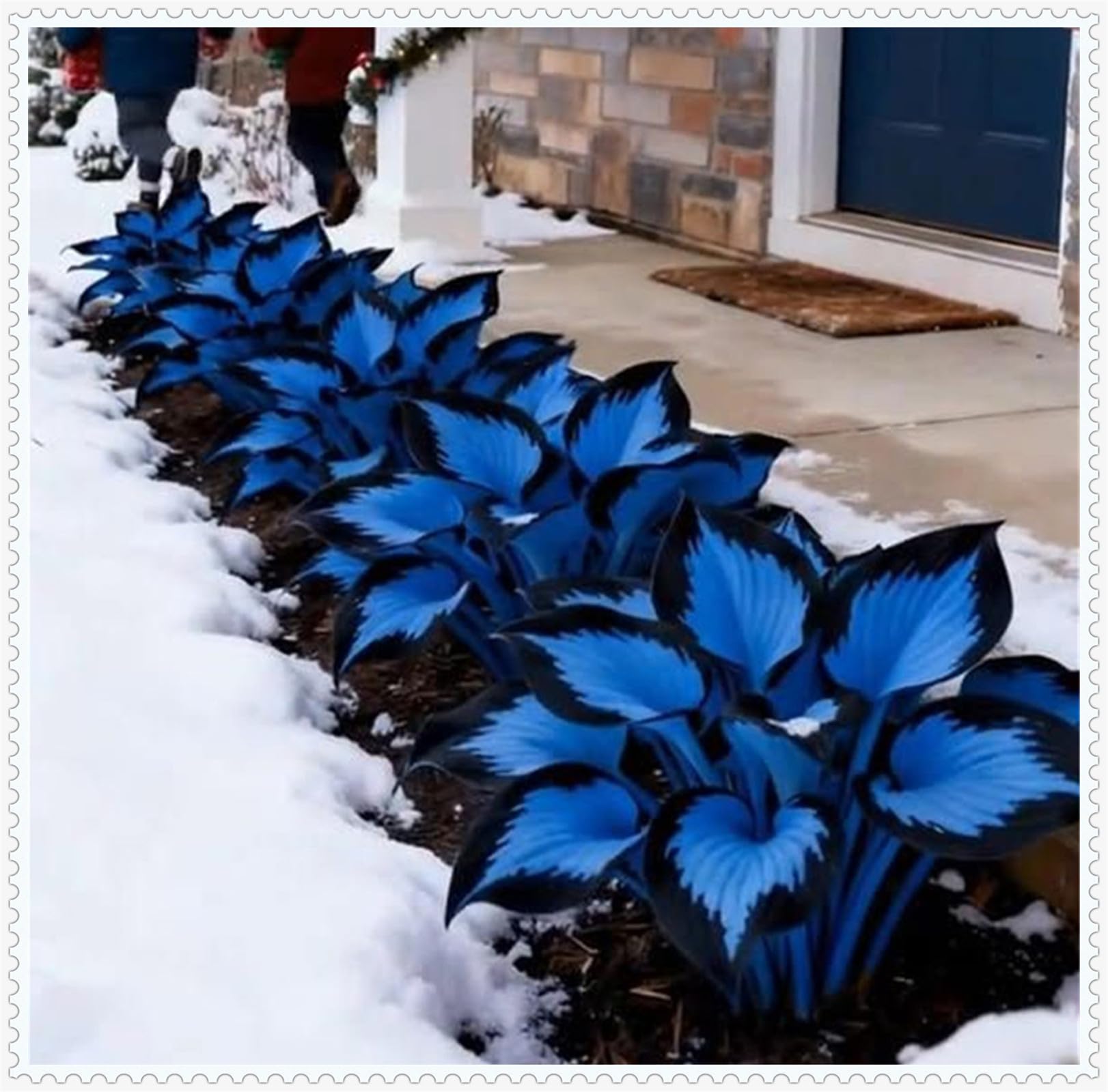 Hosta,Rare-Garden Flowers, Gift,Wedding Flowers,Hosta Bulbs for Planting UK,Natural Organic Bulbs,-6 Bulbs-H