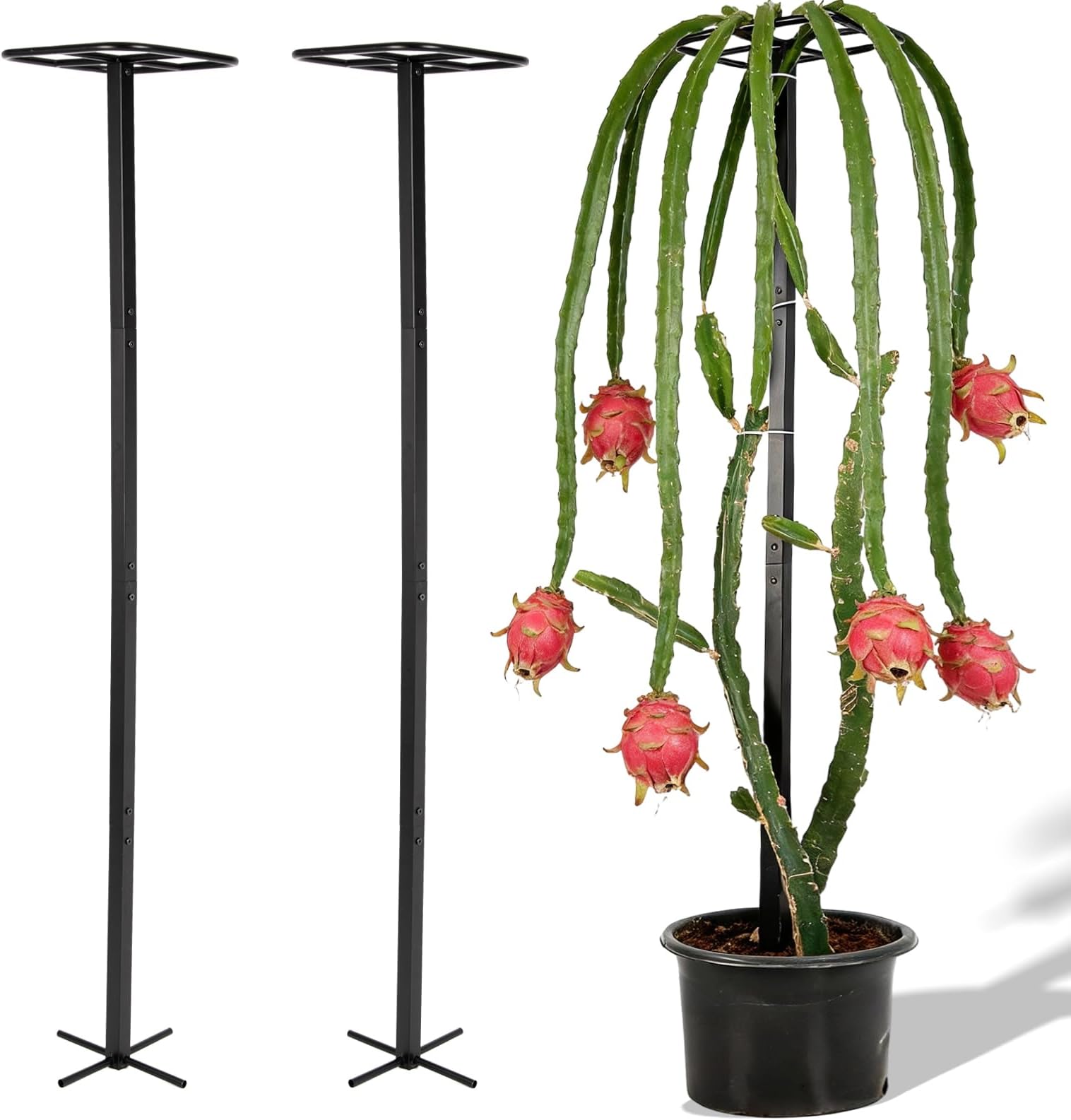 2-Pack 63-Inch Metal Dragon Fruit Trellis - Sturdy Support for Climbing Plants in Outdoor Gardens, Perfect for Dragonfruit, Tomatoes, Eggplants, and Beans - Durable, Stable & Easy to Install
