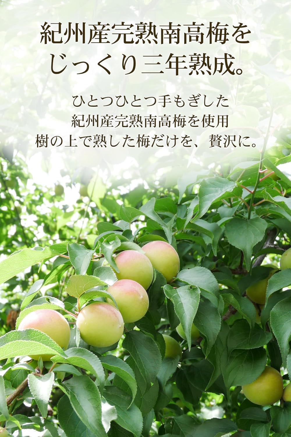 プラム食品 熊野伝説 白瓶 720ml 三年熟成 高級 アルコール度数13% GI梅酒