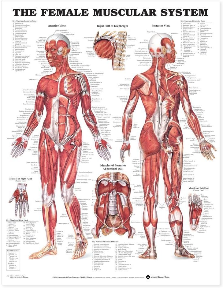 The the Female Muscular System Anatomical Chart