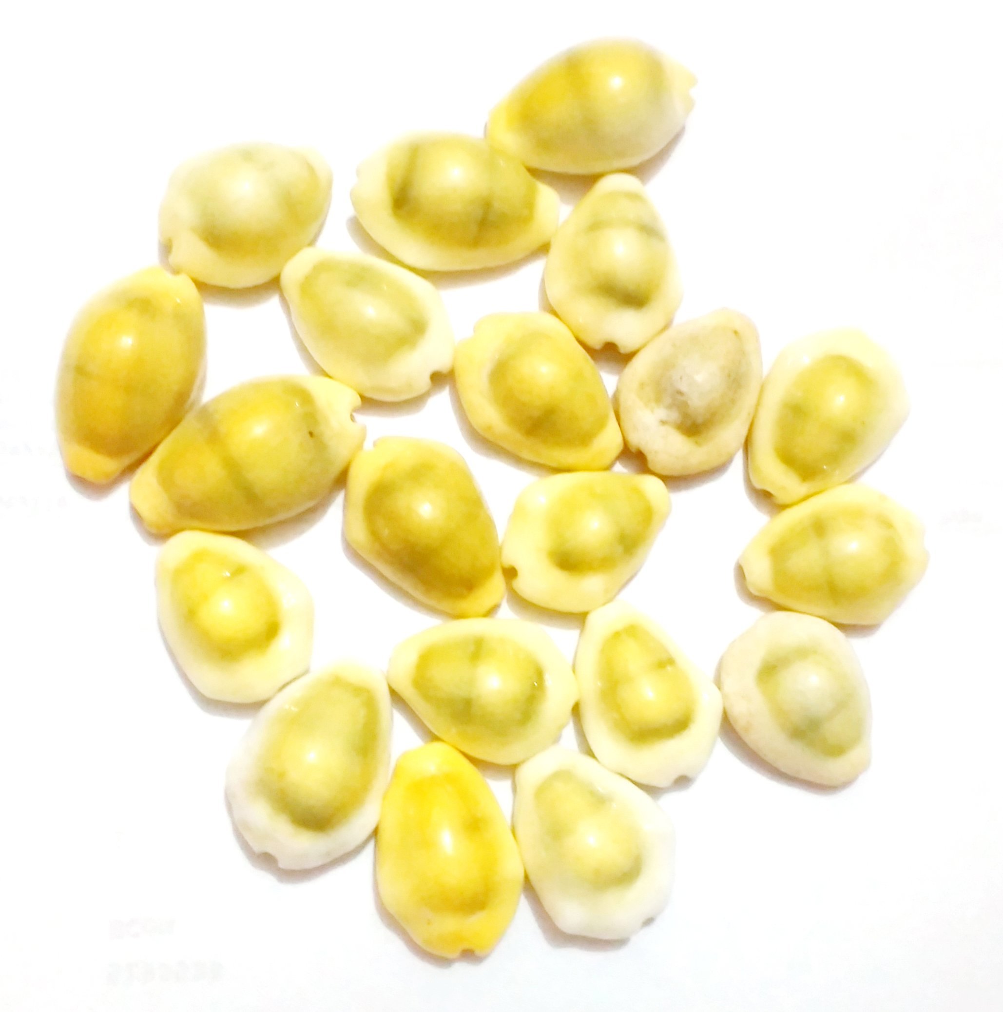 Big Shop Set of 20 - Natural Yellow Kaudi Kowdi Cowrie Peeli Koudi