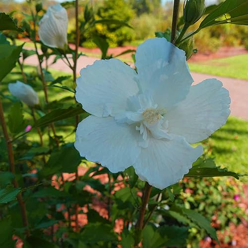 Miniatura 6 de QAUZUY GARDEN 50 semillas de malva rosa blanca de Sharon (hibisco de malva siriaarbusto altheai), llamativo arbusto de árbol perenne de rápido