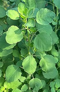 Papalo Papaloquelite Porophyllum ruderale Bolivian Coriander Premium Seeds for Planting Packet