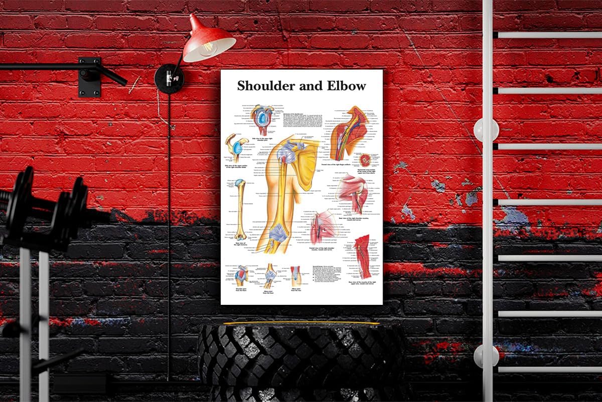 Tamatina Wall Posters | Educational Posters | Biology | Anatomy | Hospitals | Study | School | College | Laminated | Tearproof |Size-45X30 cms.a4827