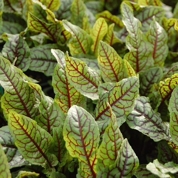 Seeds Sorrel Bloody Dock/Redvein Dock/Non GMO/Heirloom