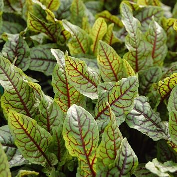 Seeds Sorrel Bloody Dock/Redvein Dock/Non GMO/Heirloom