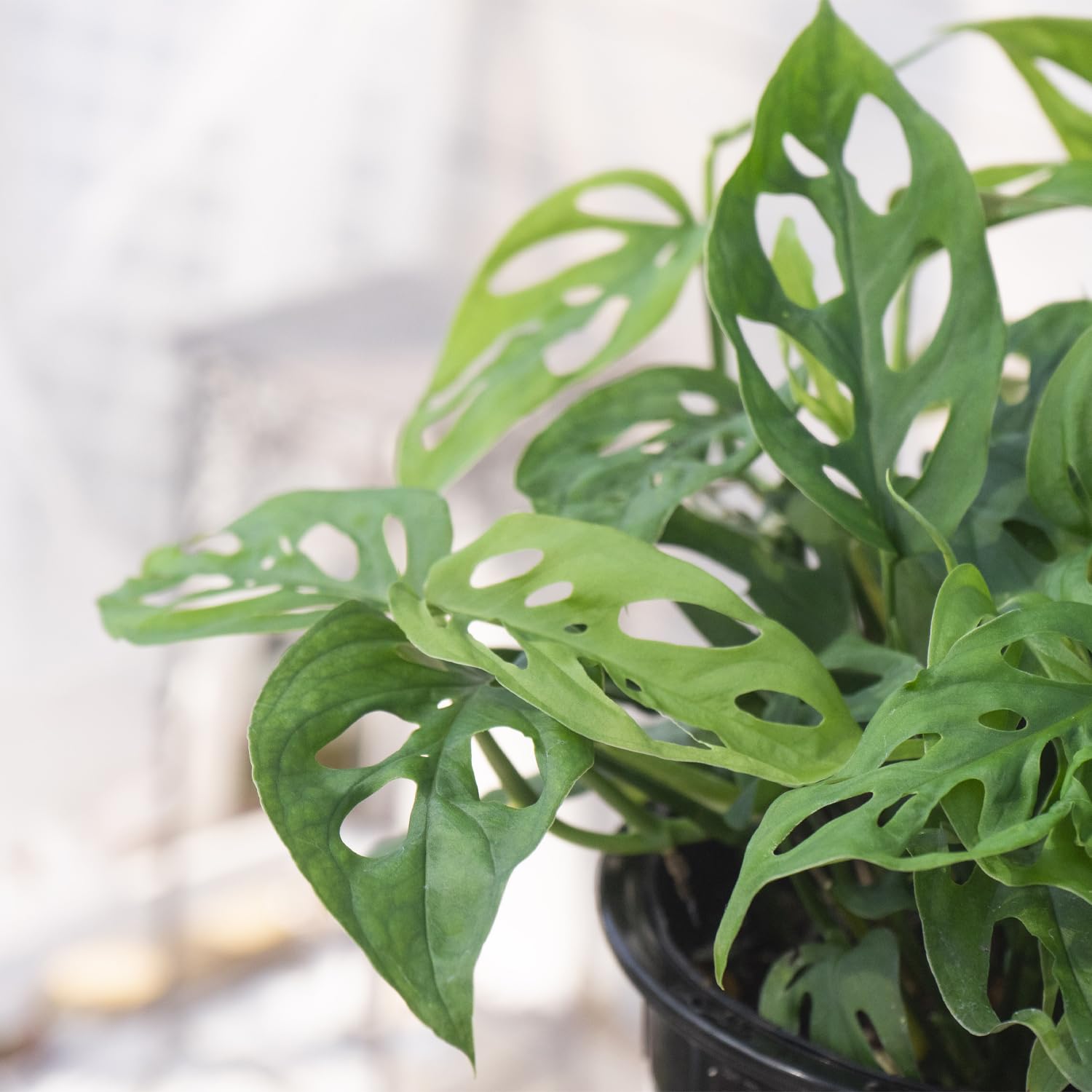 Amazon.co.jp: 観葉植物 モンステラ オブリクア エクスピラータ 5号 吊