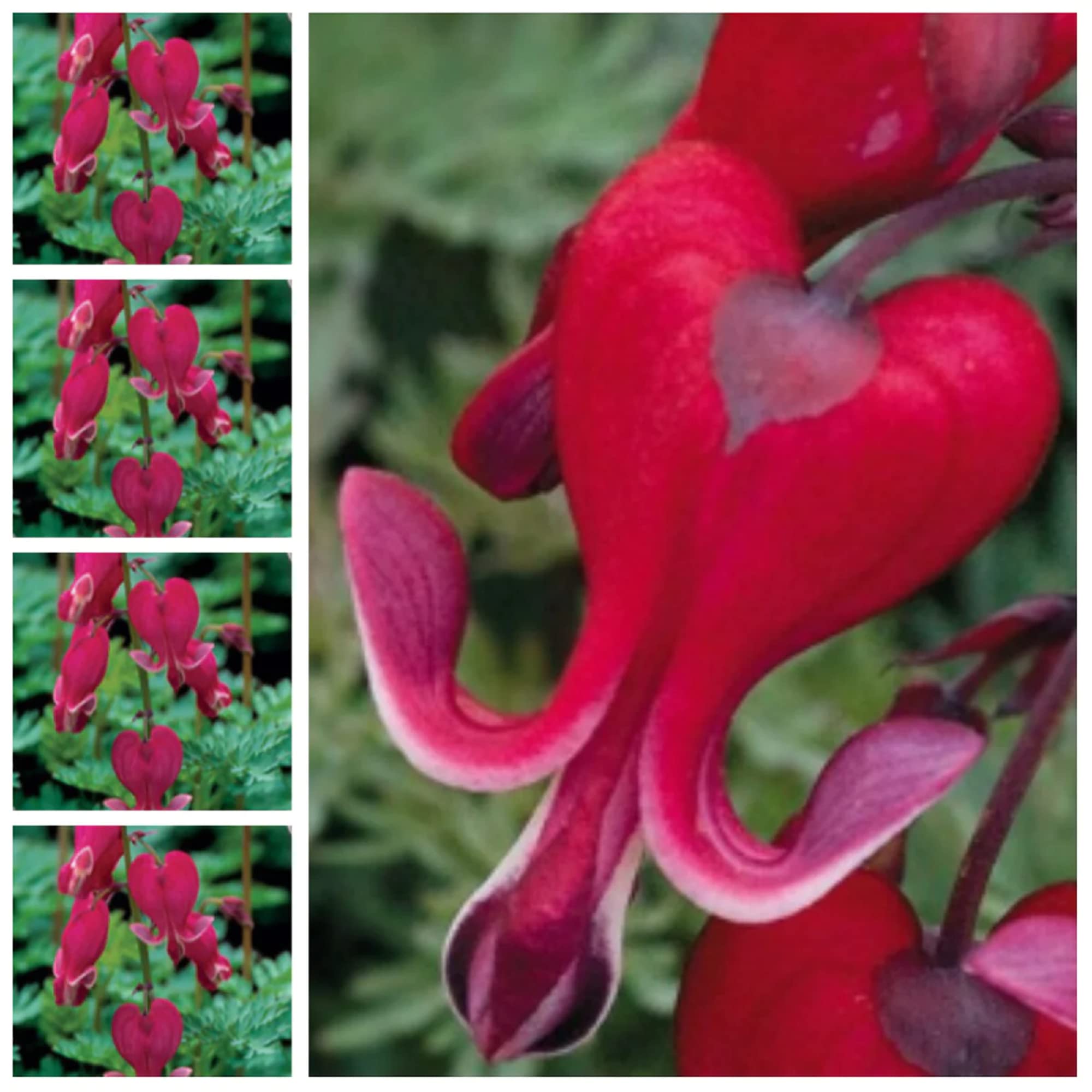 CHUXAY GARDEN Bright Red Dicentra Spectabilis Seed 25 Seeds Rare Color Bleeding Heart Unique Flower Plant Exotic Charm Great Courtyard Flower