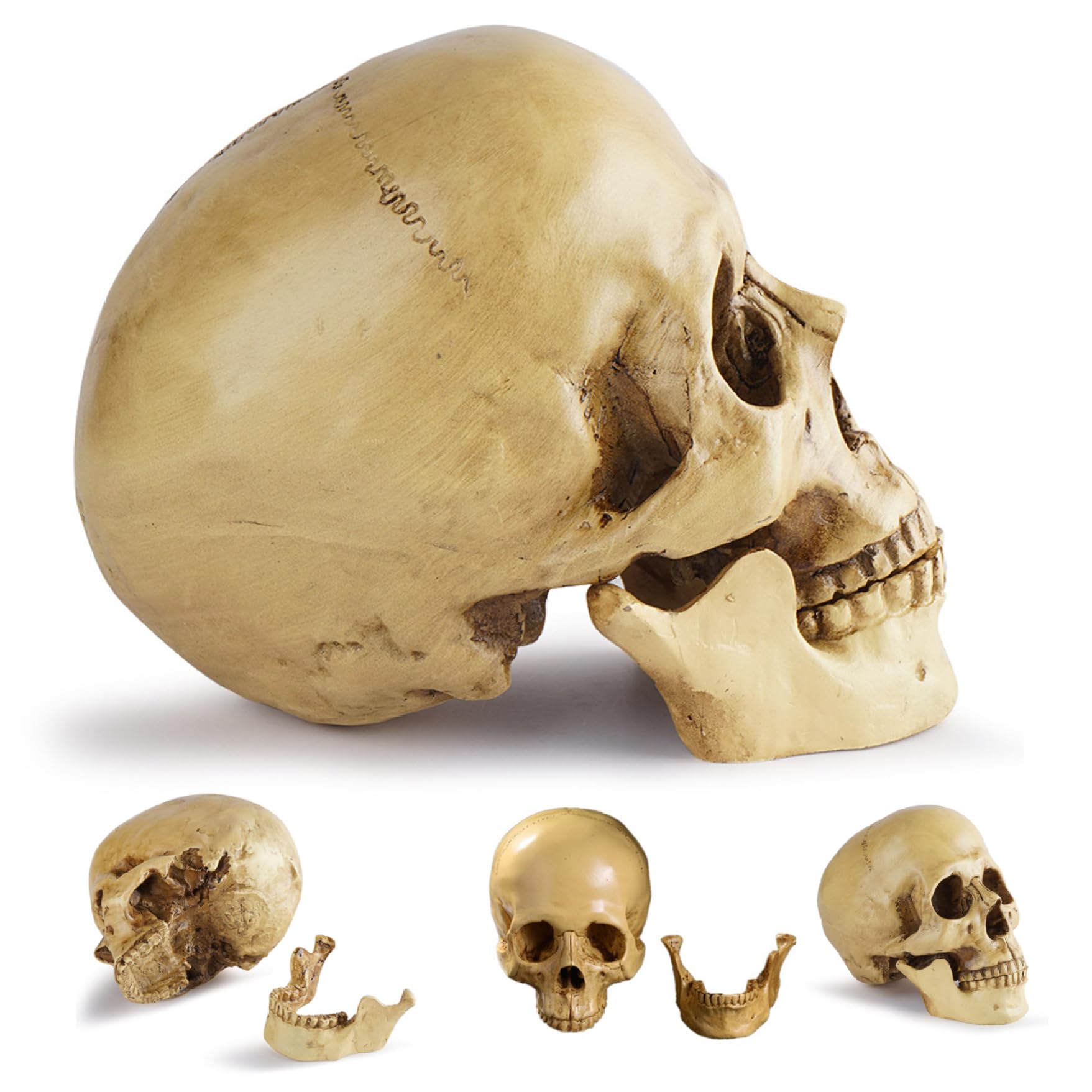 Takingup Skulls, Vintage Realistic Life Size Human Skull Decor Resin Halloween Skeleton Head for Home Office White Human Skull
