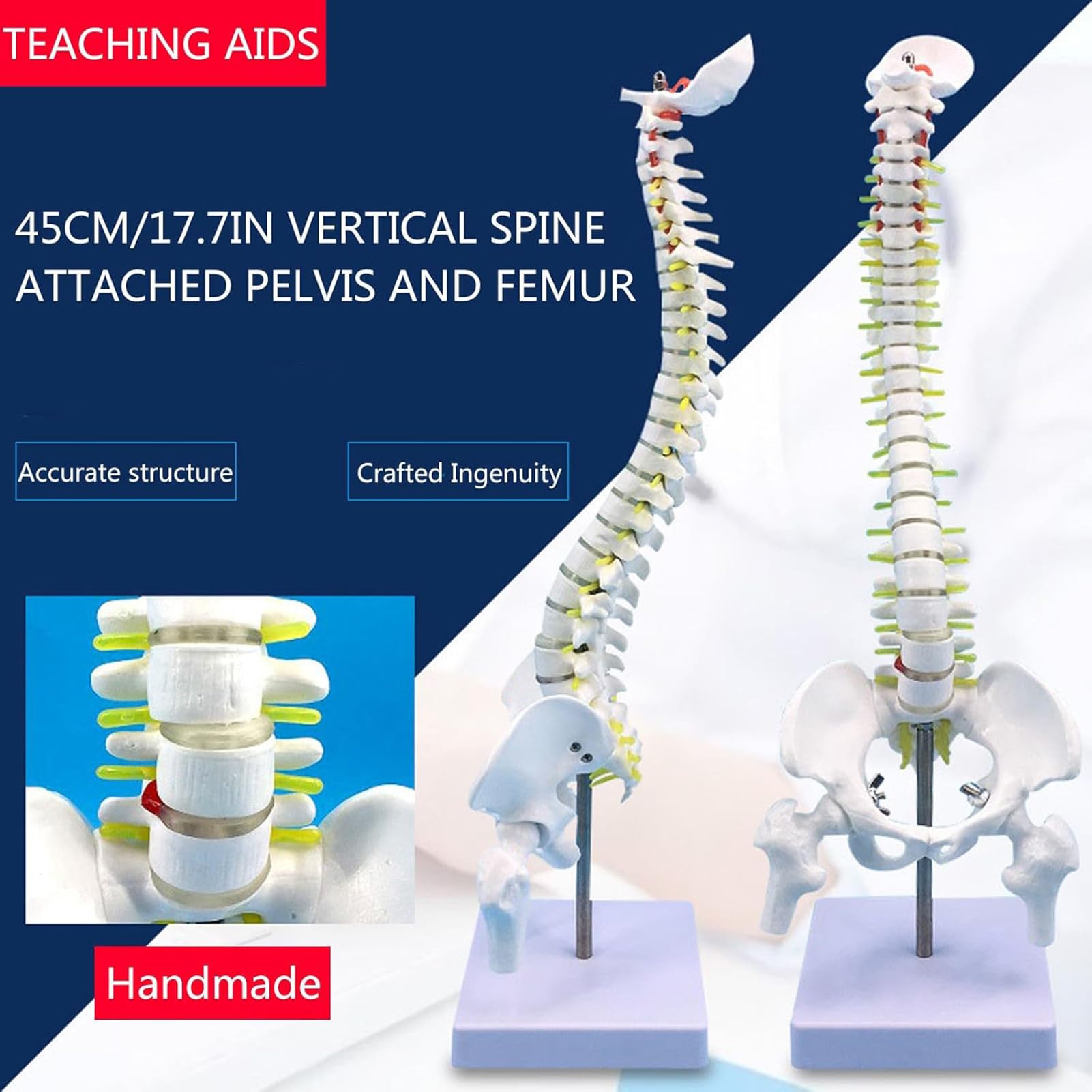 Modelo De Columna Vertebral Humana - Mini Modelo Anatómico De 45 Cm con Soporte, Pelvis, Columna Vertebral, Nervios Y Vértebras para Estudios Científicos O Educación del