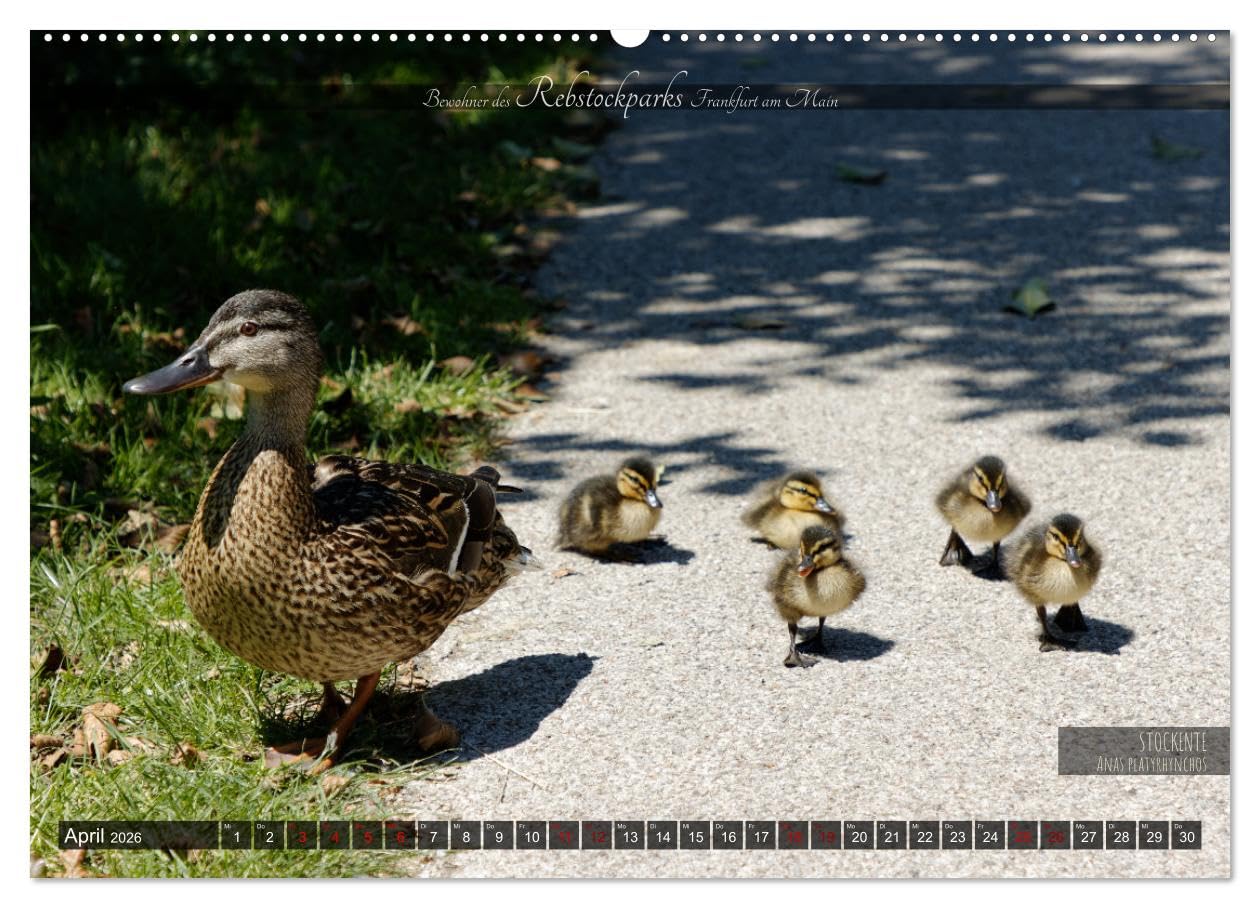 Bewohner des Rebstockparks Frankfurt am Main (Wandkalender 2026 DIN A2 quer), CALVENDO Monatskalender: Große und kleine Tiere im Rebstockpark in Frankfurt am Main (CALVENDO Tiere)