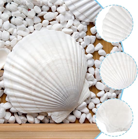10PCS 10-13CM White Scallops Shells for Crafting