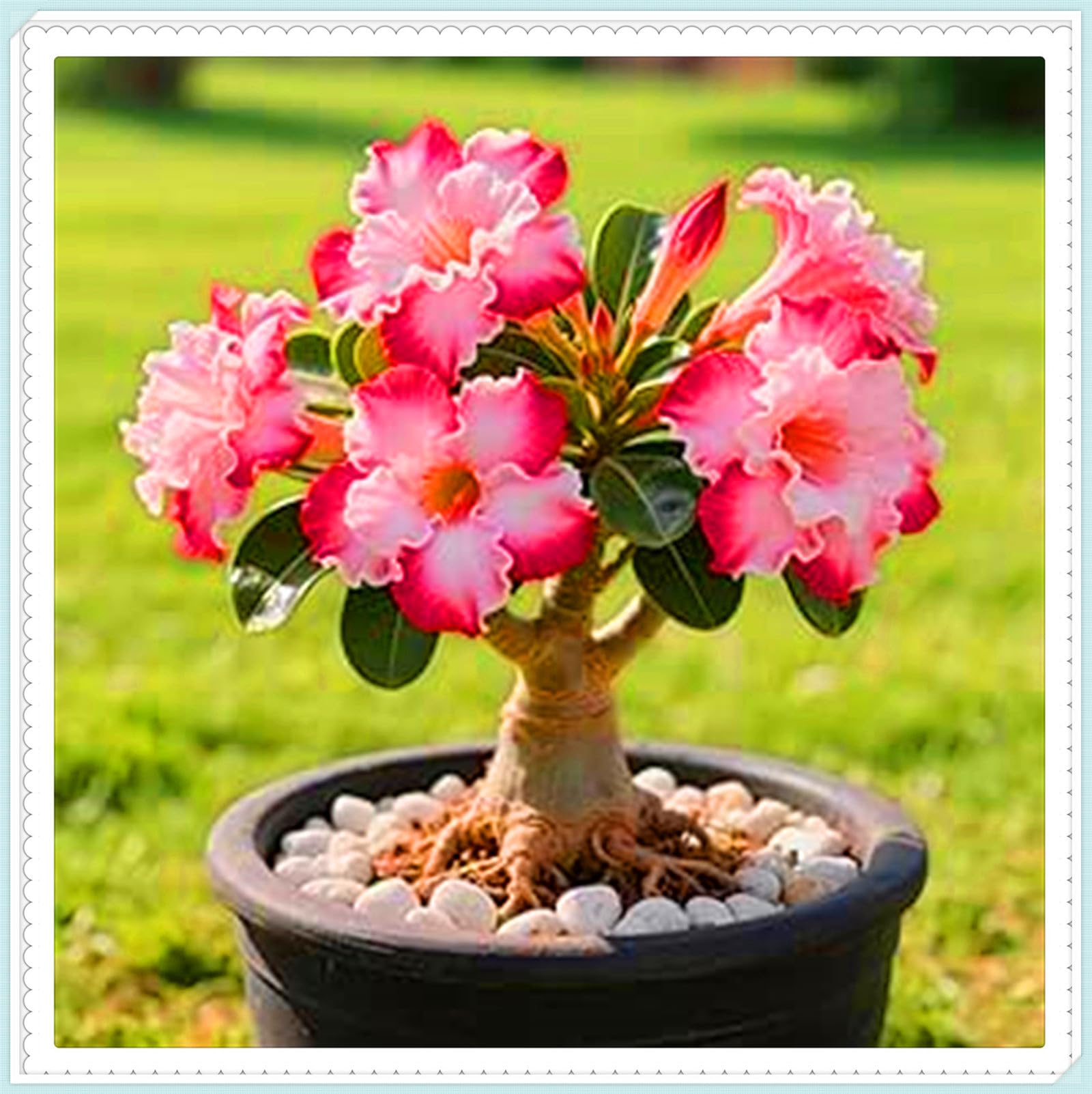 Drought-Tolerant Desert Rose Tubers & Perennial Plants/Cold Hardy Varieties Flowering All Year, Great for Planting and Beautiful Garden Displays-1bulbs-C