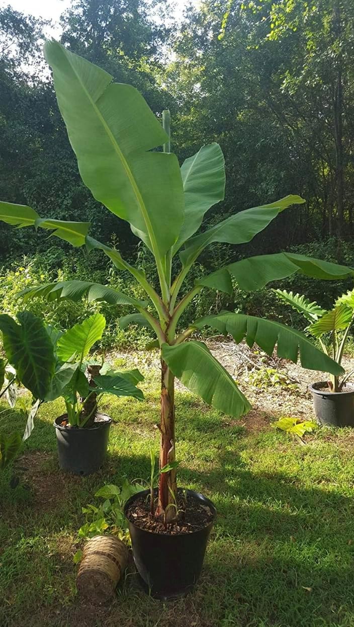 Grand Nain Banana Starter Plant - Live Banana Tree - 4-6 inches Tall (Grand Nain)