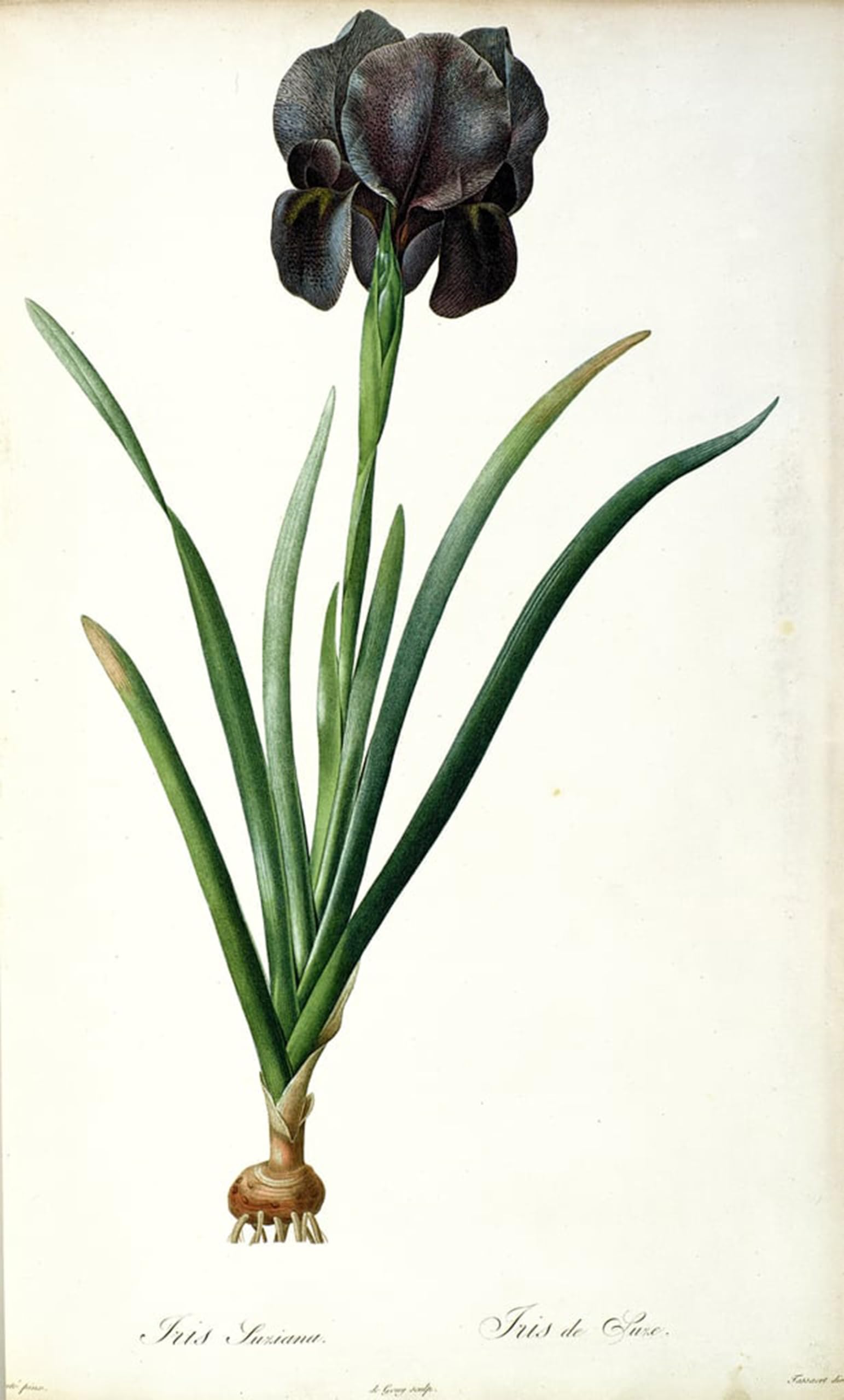 POSTERIIk Famous Animal Posters Vintage Picture Iris Luxiana by Pierre Redouté Modern Wall Decor for Home Decor 60x90cm