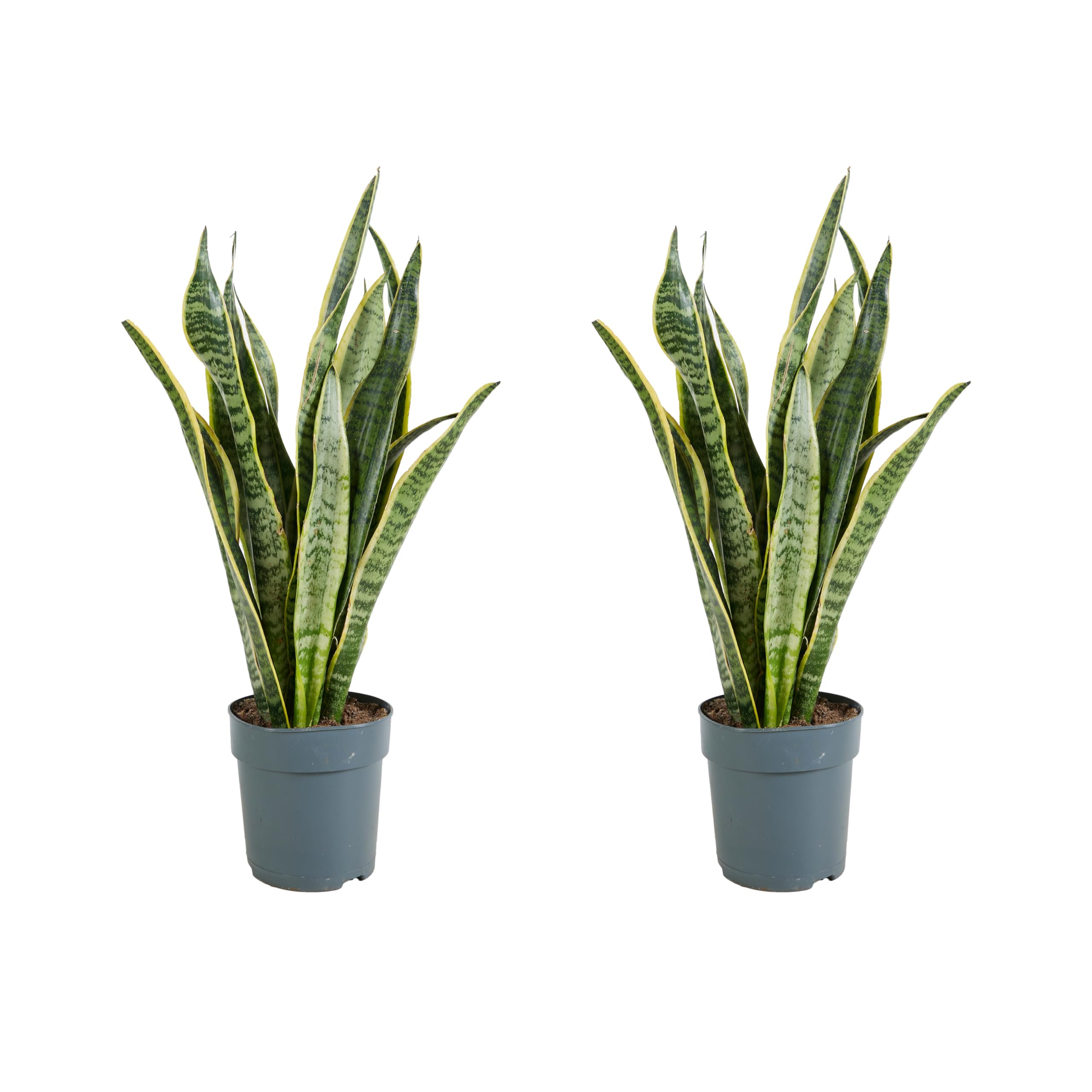 agave dehner Agave havardiana – Tropical Centre main image 1