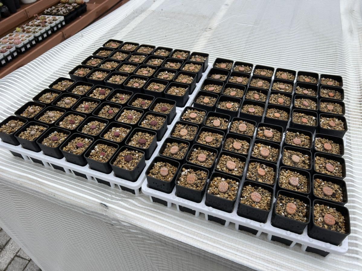 専用❤️速達付き同梱-850円多肉植物　リトープス 白曲 c244無紋 　鉢のまま 多肉植物 リトープス 白曲 c244無紋 超大 鉢のまま - メルカリ