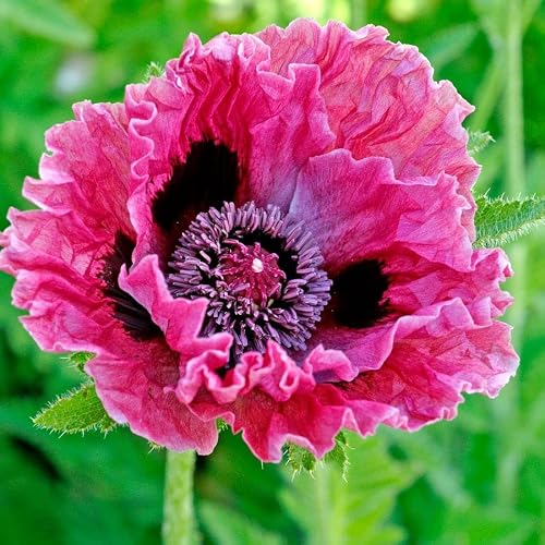 1050+ Poppy Flower Seeds for Planting Outdoor- Heirloom Non-GMO Pollinator-Friendly Perennial - Thumbnail 7