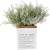 Lovmeety 4 Pack Artificial Rosemary Plants, Fake Leaves Stems, Faux Branches for Table Centerpieces, Home Office, Garden, Far