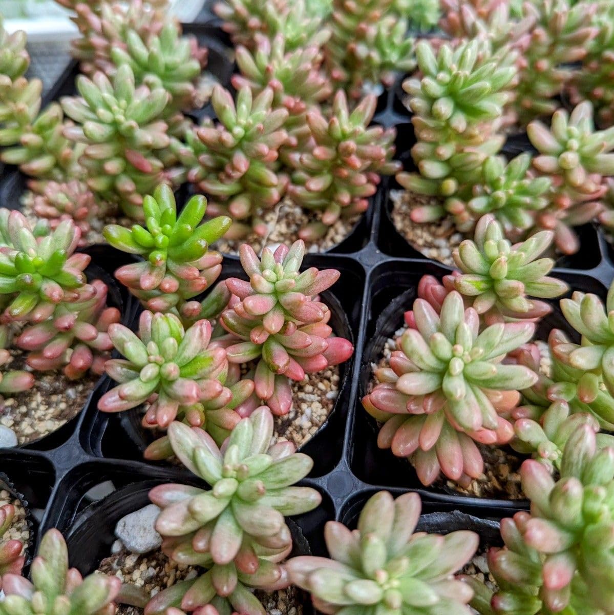 Amazon.co.jp: オーロラ抜き苗虹の玉錦 斑入り 多肉植物 セダム 紅葉