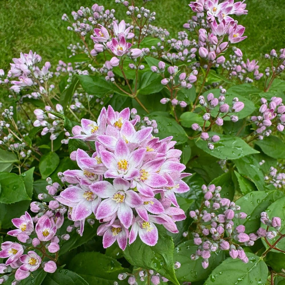 Deutzia 'Pink Cloud' – Hardy Compact Shrub – Masses of White Flowers with Pale Pink Blush – Ideal for Borders, Patio Pots, Ground Cover – 2X 3 Litre Pot by Thompson and Morgan