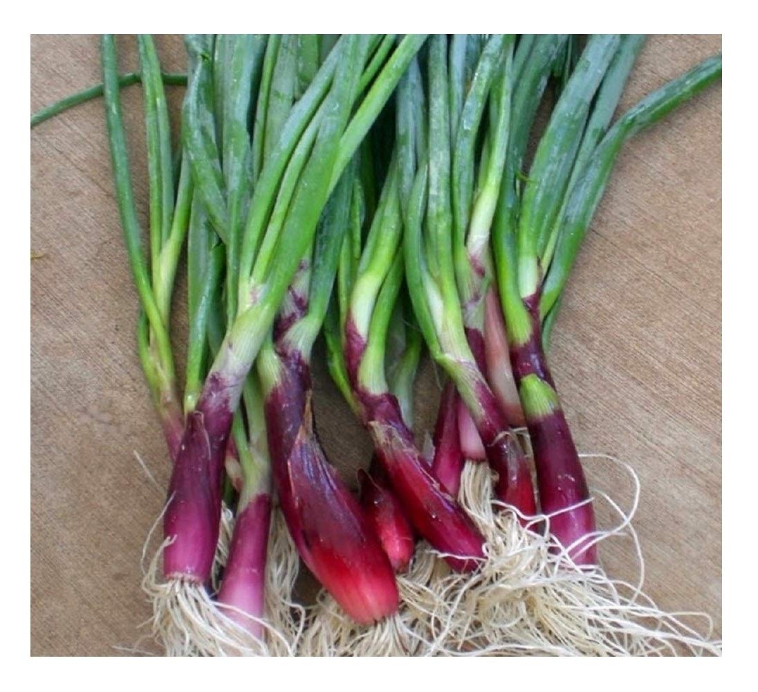 PREMIER SEEDS DIRECT - Welsh Onion Seeds - Red (Approx 6,000 Seeds)