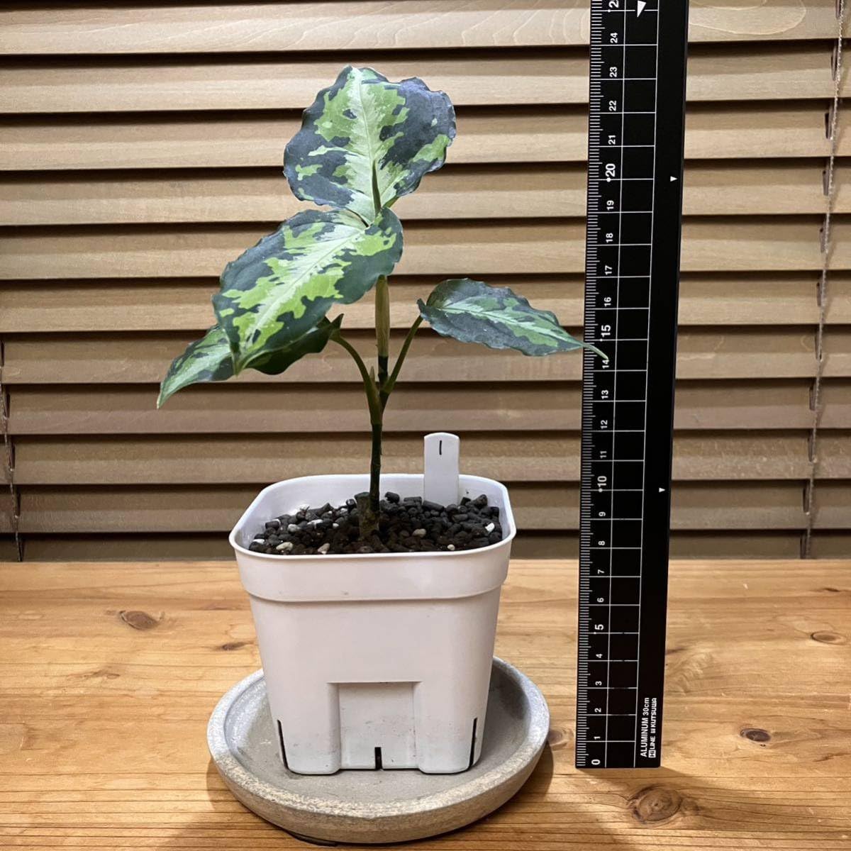 Amazon.co.jp: アグラオネマ ピクタム ニルヴァーシュ① 常湿育成株 AZ