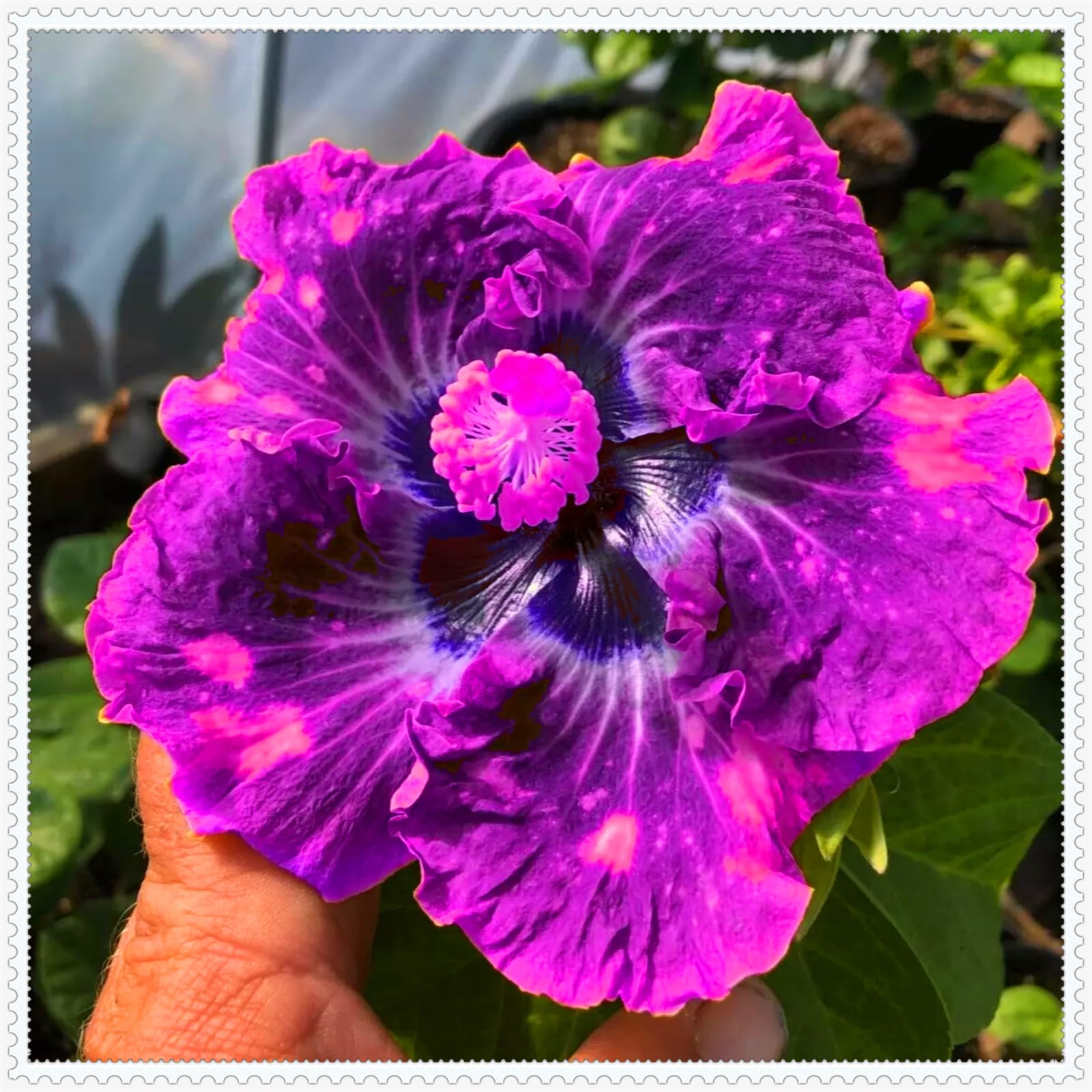 Perennial, Brilliant Hibiscus Bulbs,for Stunning Garden Displays-1 Bulb-I
