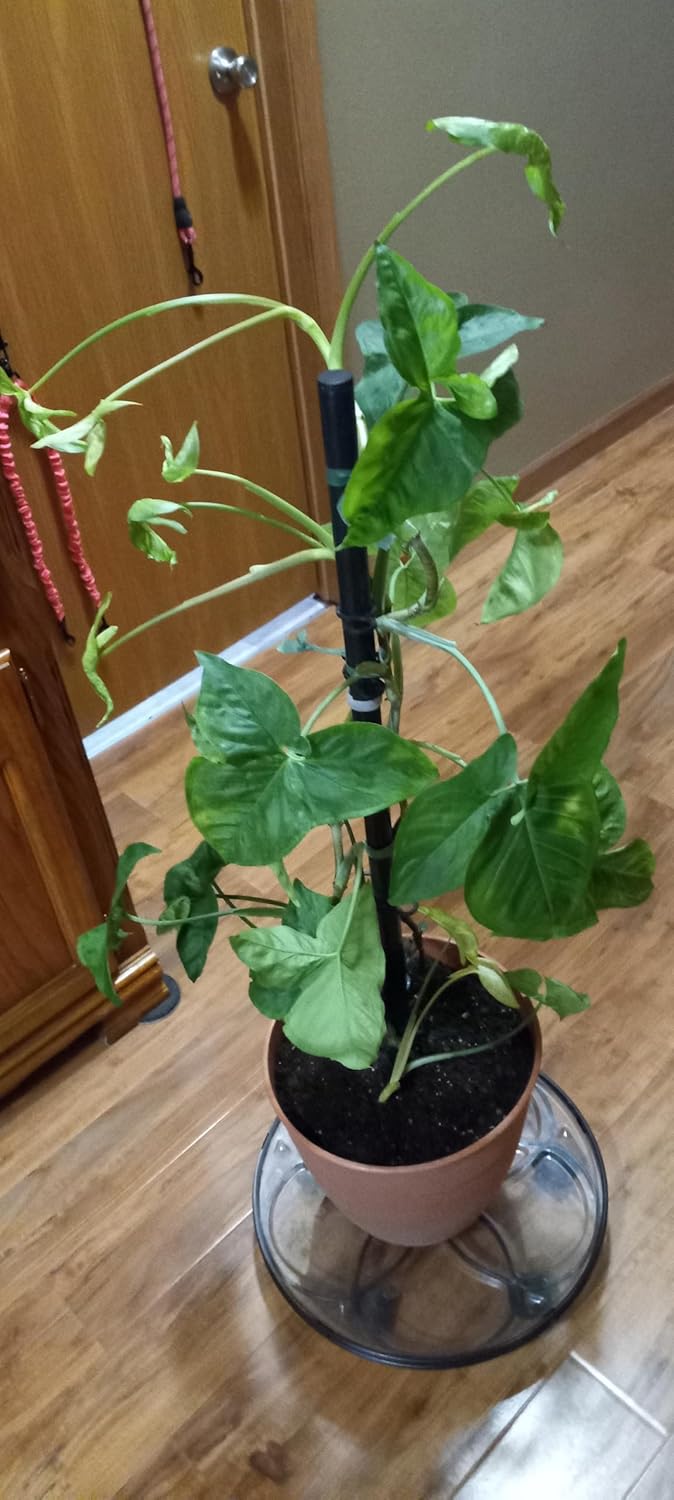 Plant Support with The Plant Angel™ 360