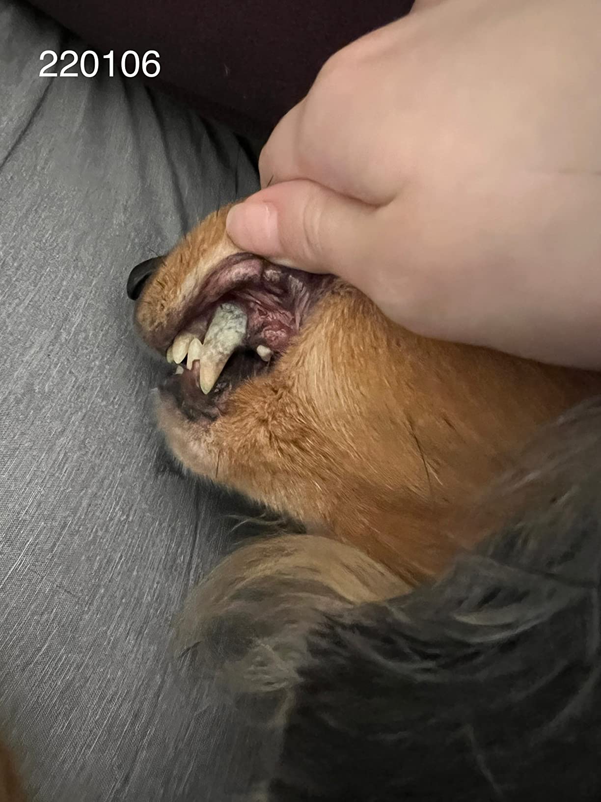 リデンタ 歯石ケアスプレー50ML 犬猫用 – REDENTA ONLINE STORE