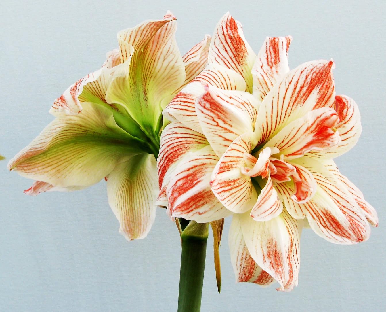 Amaryllisページ AmaryllisRock_nRoll_d4df0f09-