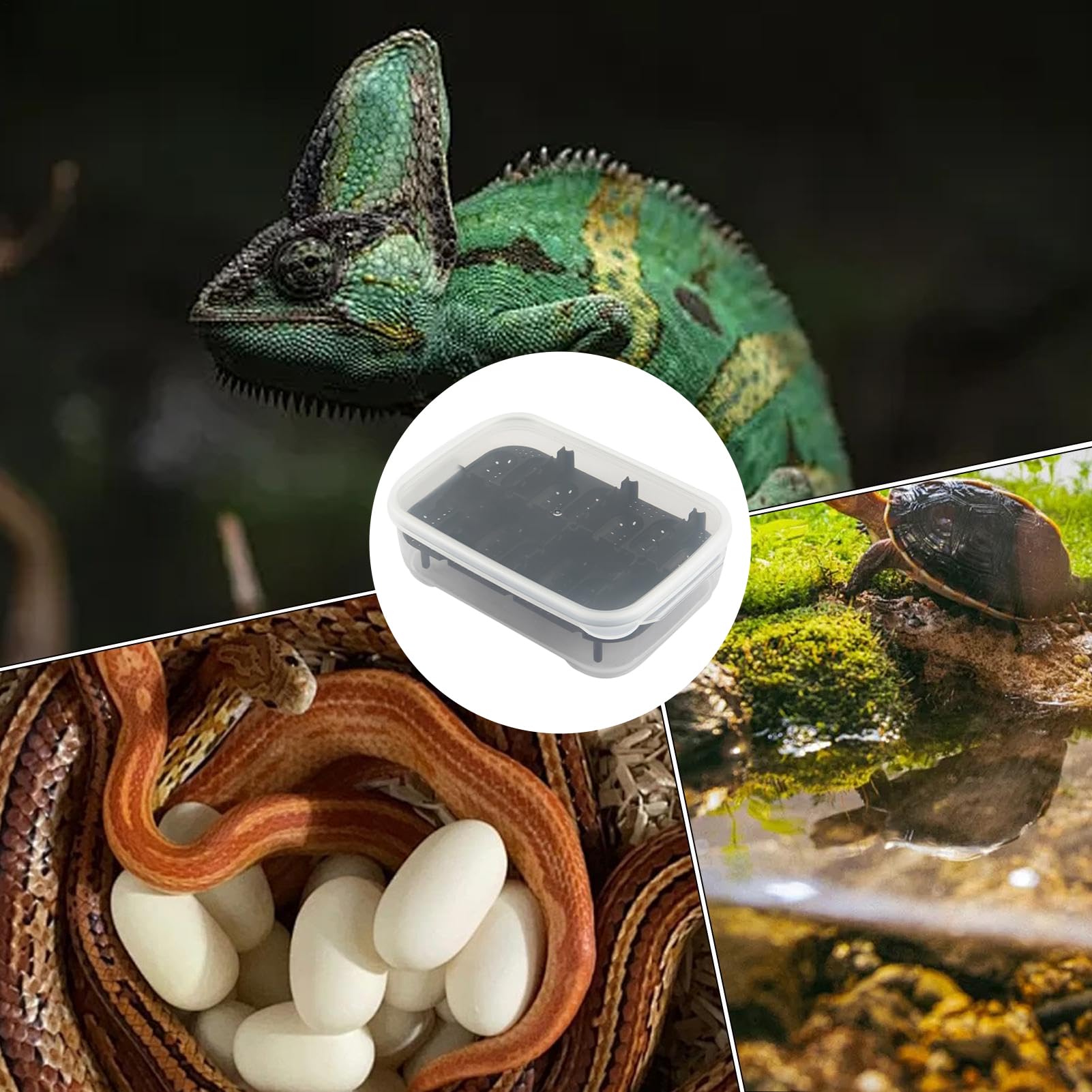 Snake Terrarium, 14 siatek Gecko Hatching Basin, Transparent Breeding Box, Compact Reptile Habitat Container, 7,09 x 5,12 x 1,97 , do użytku w górach, Scorpion and Indoor Breeder