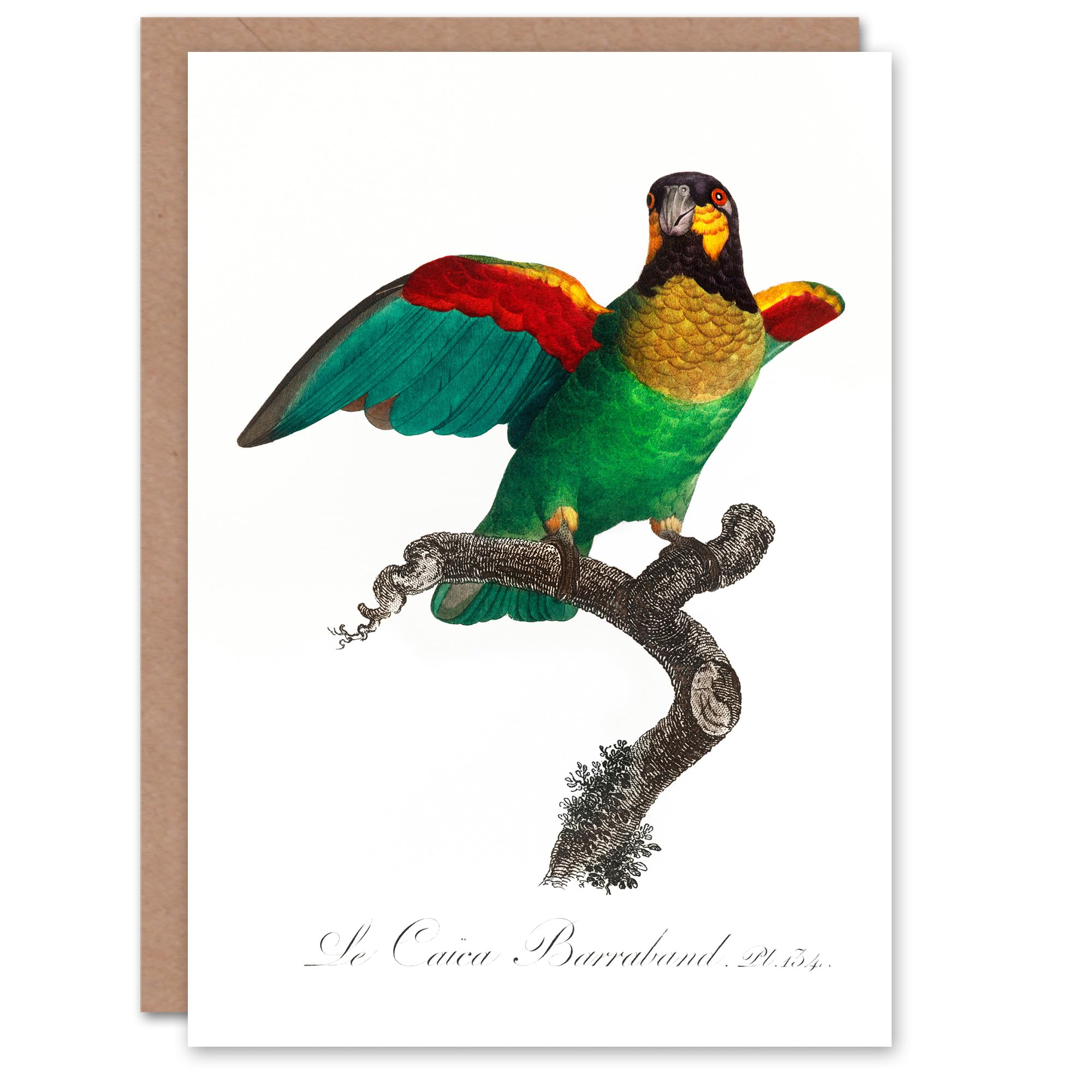 Artery8 Francois Levaillant Art Card The Orange Cheeked Parrot