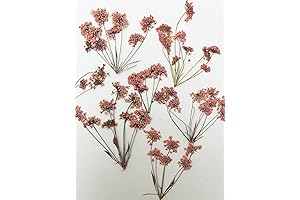 6 Pcs Faux Queen Anne's Lace Flowers Stems