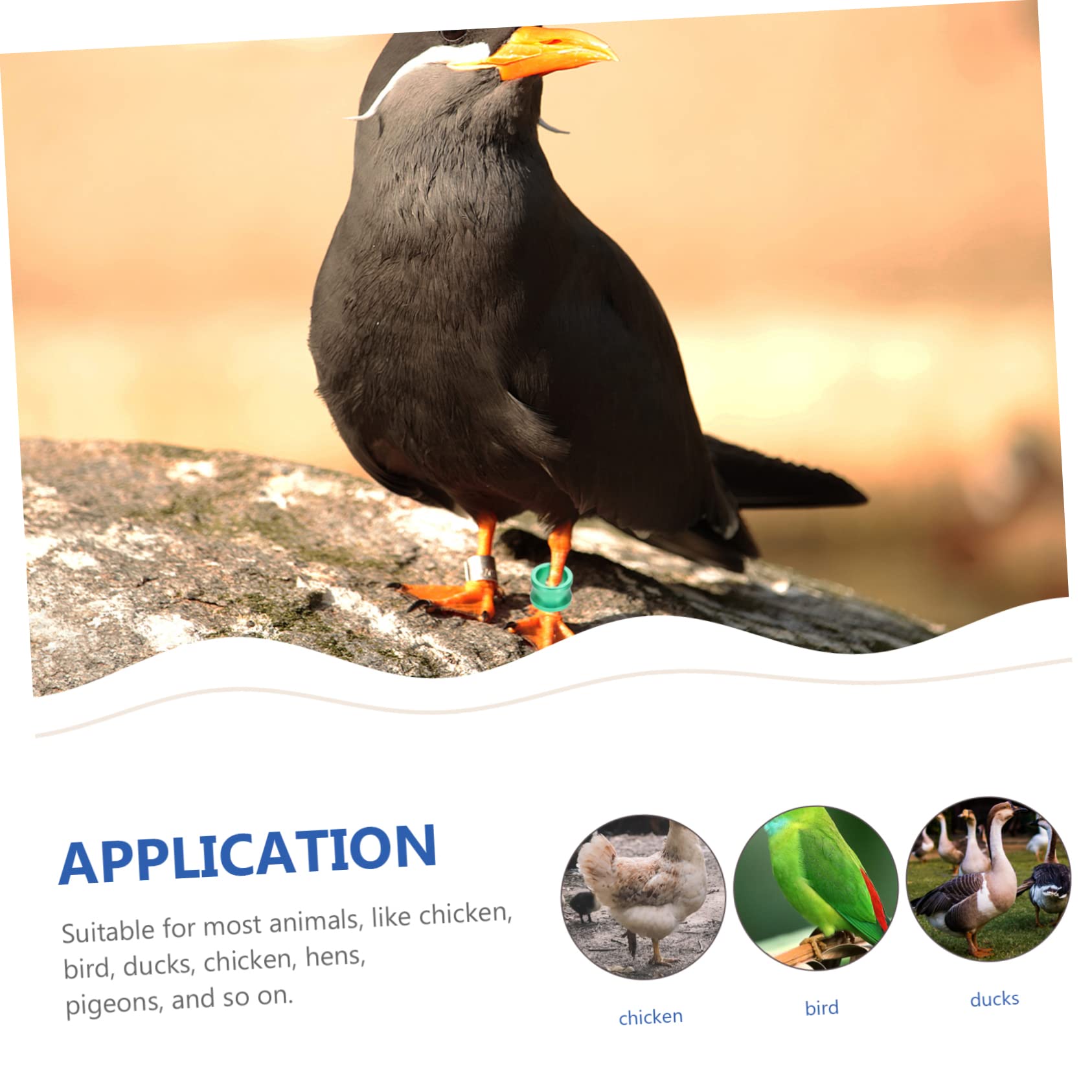 BESPORTBLE 100piezas Anillas De Identificación para Palomas Anillos De para Aves Suministros para Distinción De Aves Domésticas