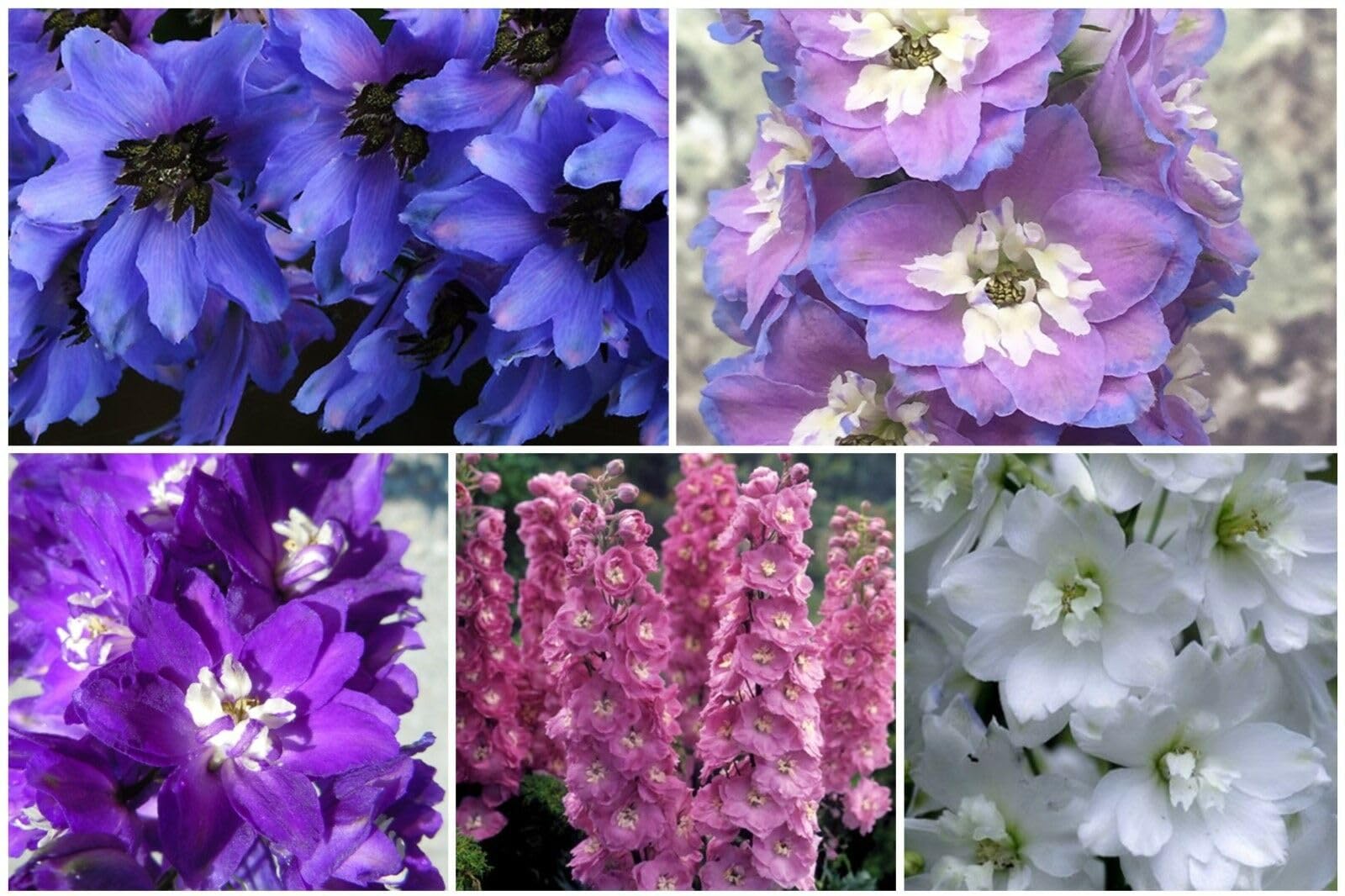 5 X Healthy Large Pacific Giant Delphinium Plug Plants, 0