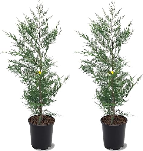 Miniatura 4 de The Leyland Cypress, de crecimiento rápido, de hoja perenne, adaptable, follaje plumoso, maceta de vivero de 1 galón