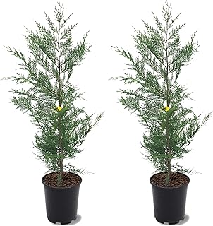 10 Modern Hot Tub Privacy Ideas for Your Private Spa 6 Leyland Cypress, Fast-Growing, Evergreen, Adaptable, Feathery Foliage, 1...