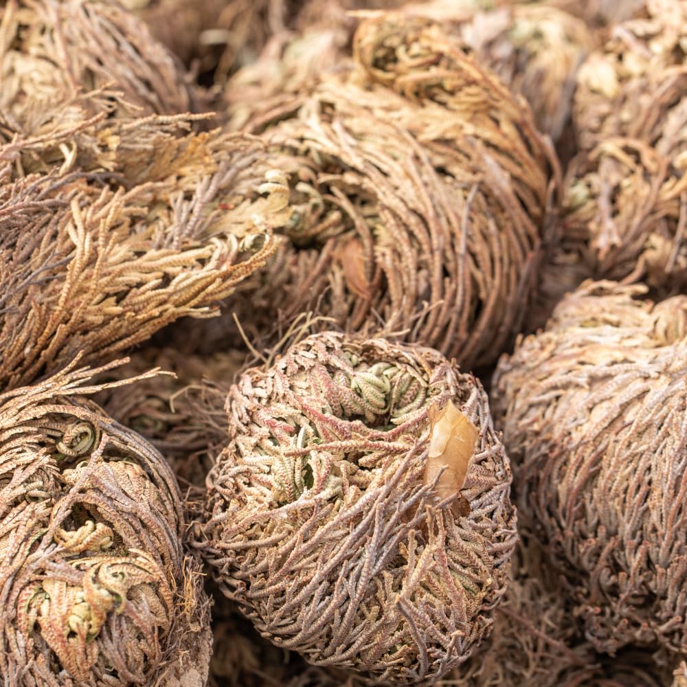 acquaverde | 2 Rose del Deserto, Pianta di Gerico Simbolo di Rinascita, Resurrezione e Purificazione, Rosa di Jerico per Casa e Decorazioni, Selaginella Lepidophylla Senza Radici e di Facile Cura