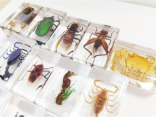 Miniatura 5 de CXUEMH Especímenes de insectos transparentes, 12 piezas de insectos de muestras de animales reales, kit de colección de insectos de resina