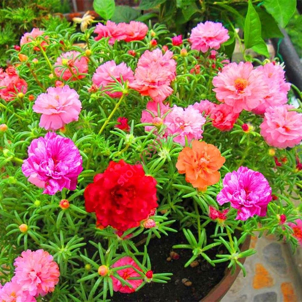 Live Green Flower Seeds | Portulaca (Portulaca grandiflora) Seeds Mixed Color Flower Seeds For Home Gardening (50 Seeds Pack) (B099K294MV) Amazon Price History, Amazon Price Tracker